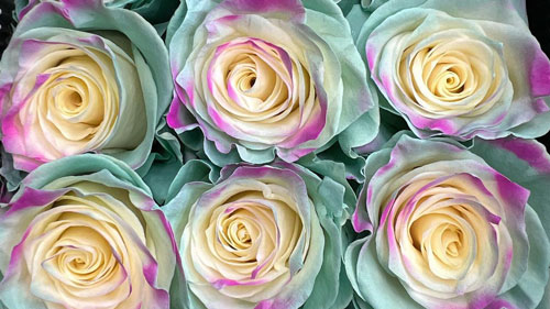 Fair Trade Floral Florist Toronto (GTA)